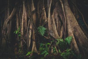 Raices de arbol