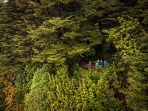 Mirador Sendero Puyehue